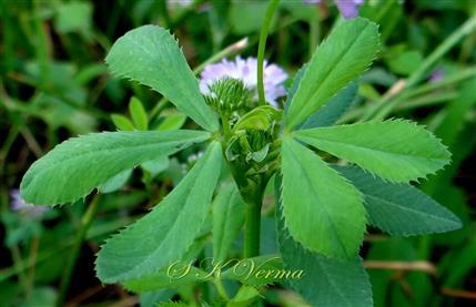  Leaves